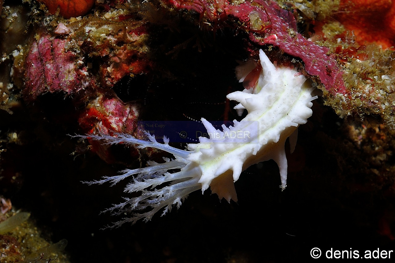 Colochirus-cf robustus-Komodo Canibal rock-24m-20160808-Denis-ADER-DSC_0922_tn.jpg